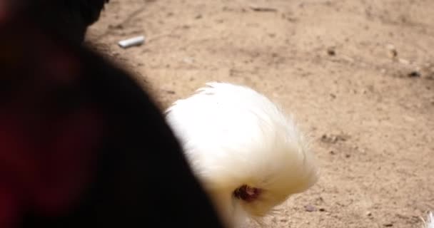 Hühner Und Hühner Auf Bauernhof Hinter Zaun — Stockvideo