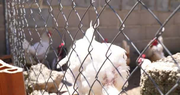 Close Van Kippen Kippen Boerderij Achter Hek — Stockvideo