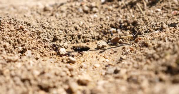 Macro Mieren Het Nest Kolonie — Stockvideo