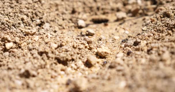 Macro Ants Nest Colony — Stock Video