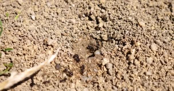 Macro Ants Nest Colony — Stock Video