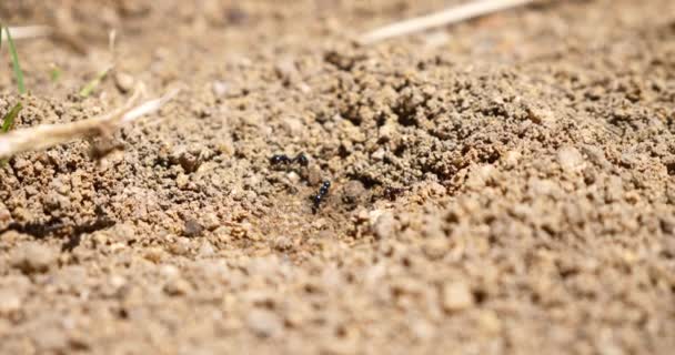 Macro Formigas Colônia Ninhos — Vídeo de Stock