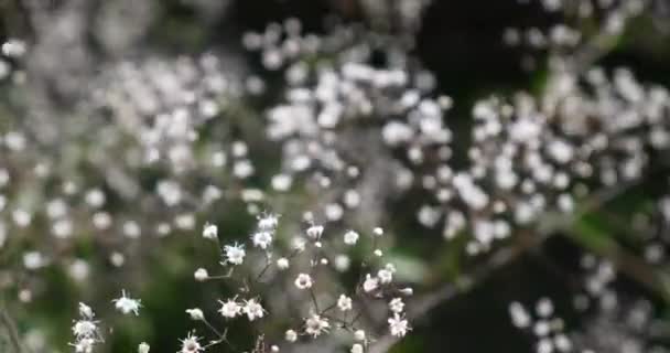 Witte Gypsophilam Babys Adem Bloemen — Stockvideo