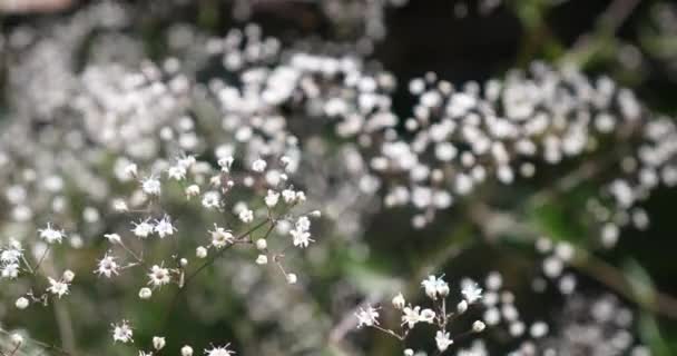 White Gypsophilam Babys Breath Flowers — Stock Video