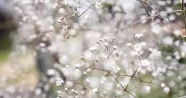 Witte Gypsophilam Babys Adem Bloemen — Stockvideo