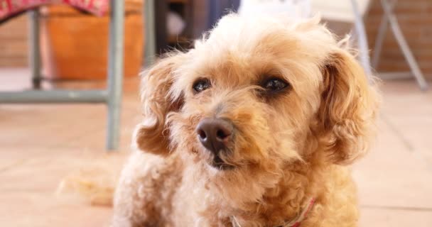 Glücklich Haustier Hund Caniche Pudel Blick Die Kamera Und Einschlafen — Stockvideo