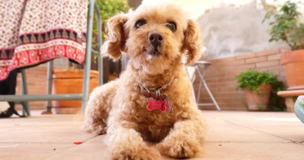 Feliz Cão Estimação Caniche Poodle Olhando Para Câmera Adormecer Agradável — Vídeo de Stock