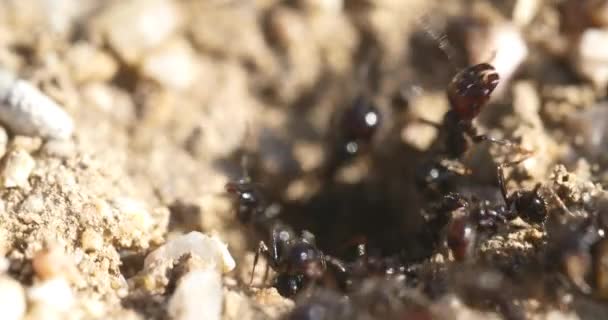 Макромуравьи Гнездовая Колония — стоковое видео
