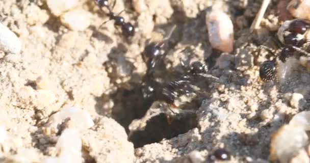 Macro Fourmis Colonie Nids — Video