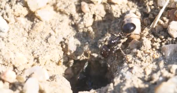 Μακροεντολή Μυρμήγκια Και Φωλιά Αποικία — Αρχείο Βίντεο