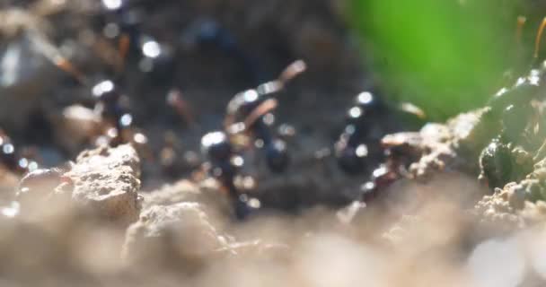 Mrówki Makro Gniazdo Kolonii — Wideo stockowe