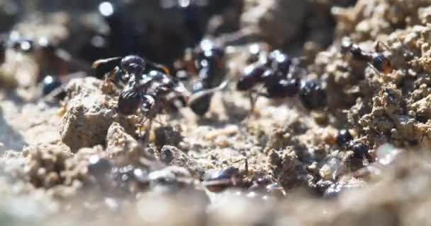 매크로 개미와 식민지 — 비디오