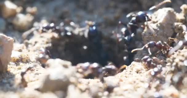 Macro Fourmis Colonie Nids — Video