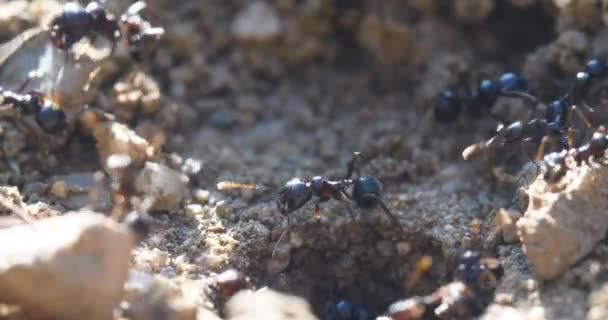 宏观蚂蚁和巢殖民地 — 图库视频影像