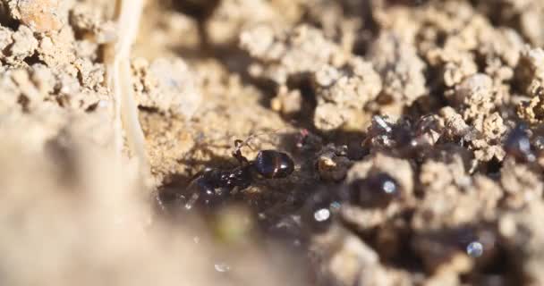 Macro Fourmis Colonie Nids — Video