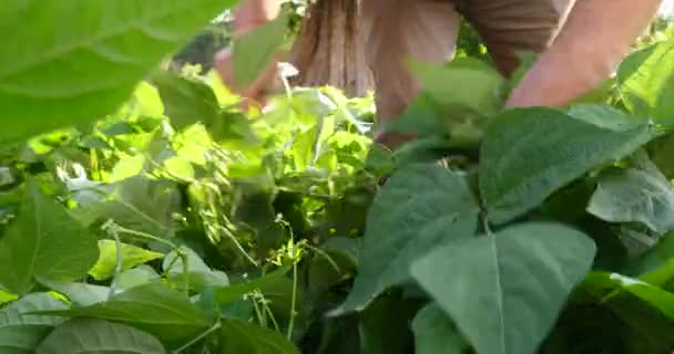 Farmer Harvesting Green Beans Mature Organic Vegetables — Stock Video