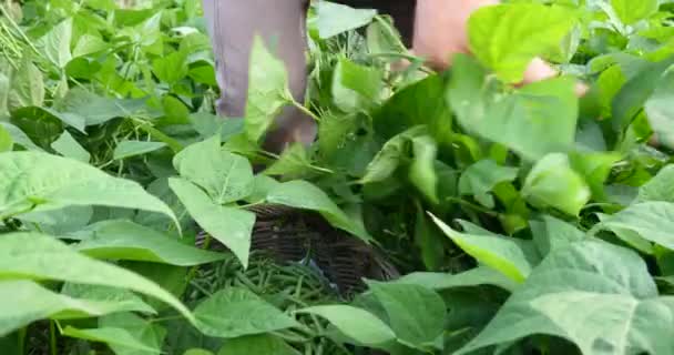 Zemědělci Sklizeň Zelené Fazolky Zralé Biozeleniny — Stock video
