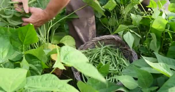 Agricultor Colheita Feijão Verde Vegetais Orgânicos Maduros — Vídeo de Stock