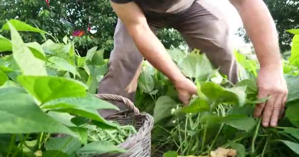 Landwirt Erntet Grüne Bohnen Reifes Bio Gemüse — Stockvideo