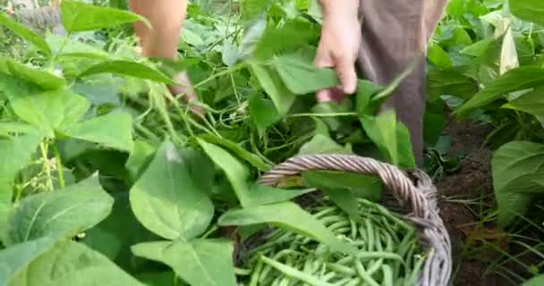 Landwirt Erntet Grüne Bohnen Reifes Bio Gemüse — Stockvideo