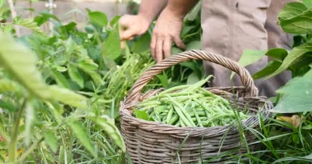 Agricultor Colheita Feijão Verde Vegetais Orgânicos Maduros — Vídeo de Stock