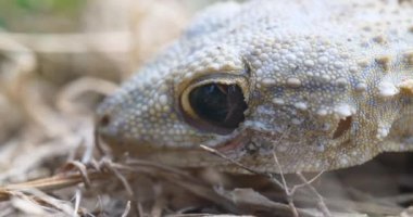 kertenkele kafası kapat kapat