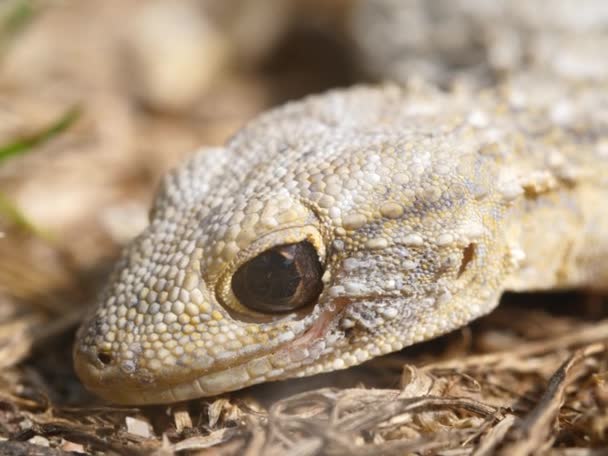 Fechar Cabeça Lagarto Perto — Vídeo de Stock