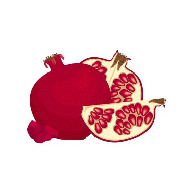 Vektör natürmort bir nar ile. Kompozisyon tüm ve dilimlenmiş garnet tahıl.