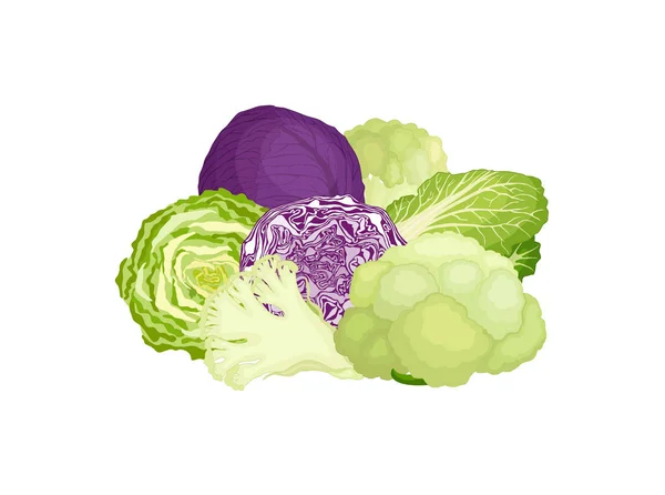 Vector composition of different cabbage. — Stock Vector