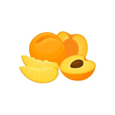 Vektör natürmort kayısı ile. Taze meyve ile banner.