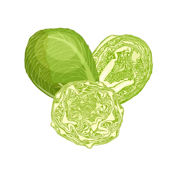 Still life with green cabbage. Vector composition. — Stock Vector