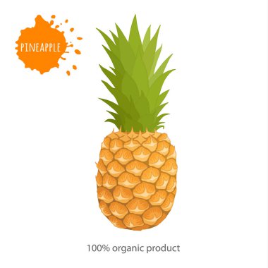 Banner reklam için. Beyaz bir arka plan üzerinde tüm ananas.