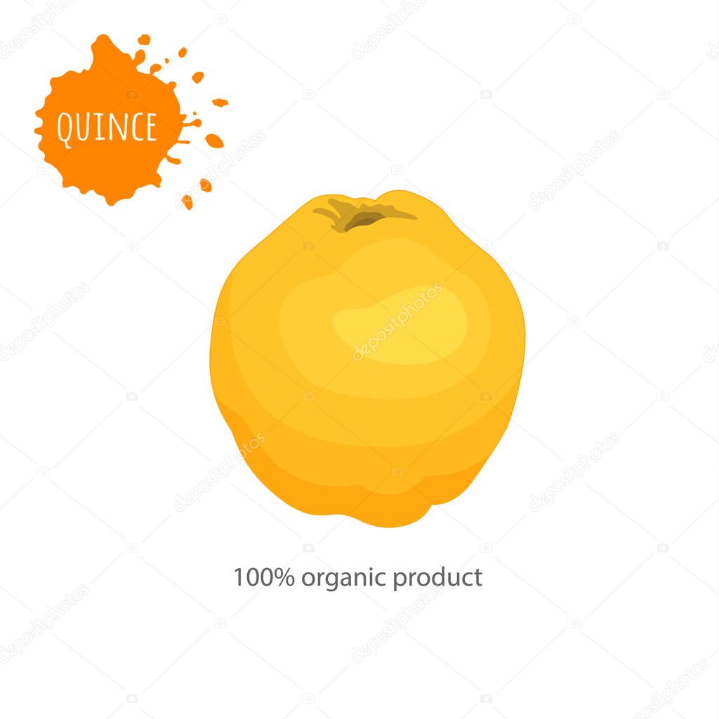 Vector quince in cartoon style isolated on white background. Advertising card with fruit and inscription.