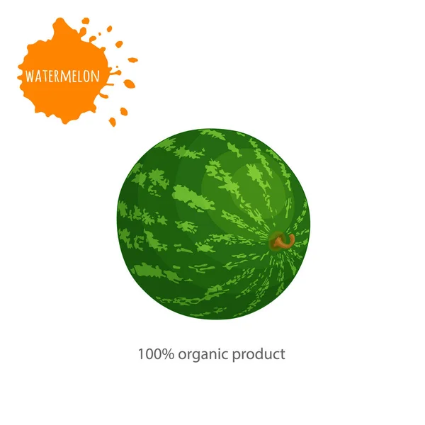 白い背景の上の碑文でベクトル全体スイカ. — ストックベクタ