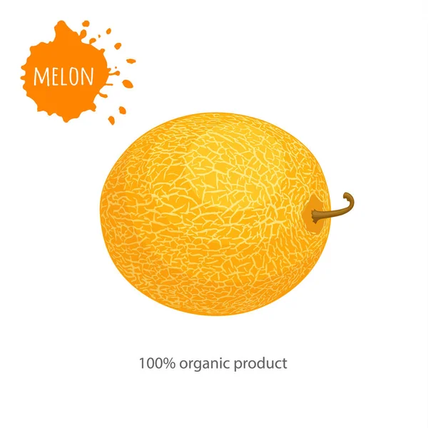Yellow vector melon isolated on white background. Template for advertising healthy food. — 스톡 벡터