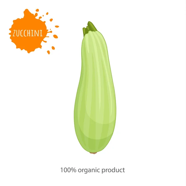 Vektor squash. Reklám banner a témában a bioélelmiszerek. Cukkini. — Stock Vector