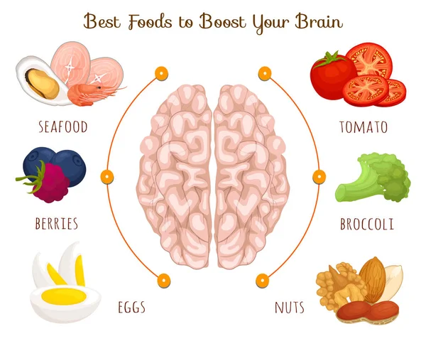 Il cibo fa bene al cervello. Illustrazione vettoriale. banner informativo sul tema dell'alimentazione, delle diete e della salute . — Vettoriale Stock