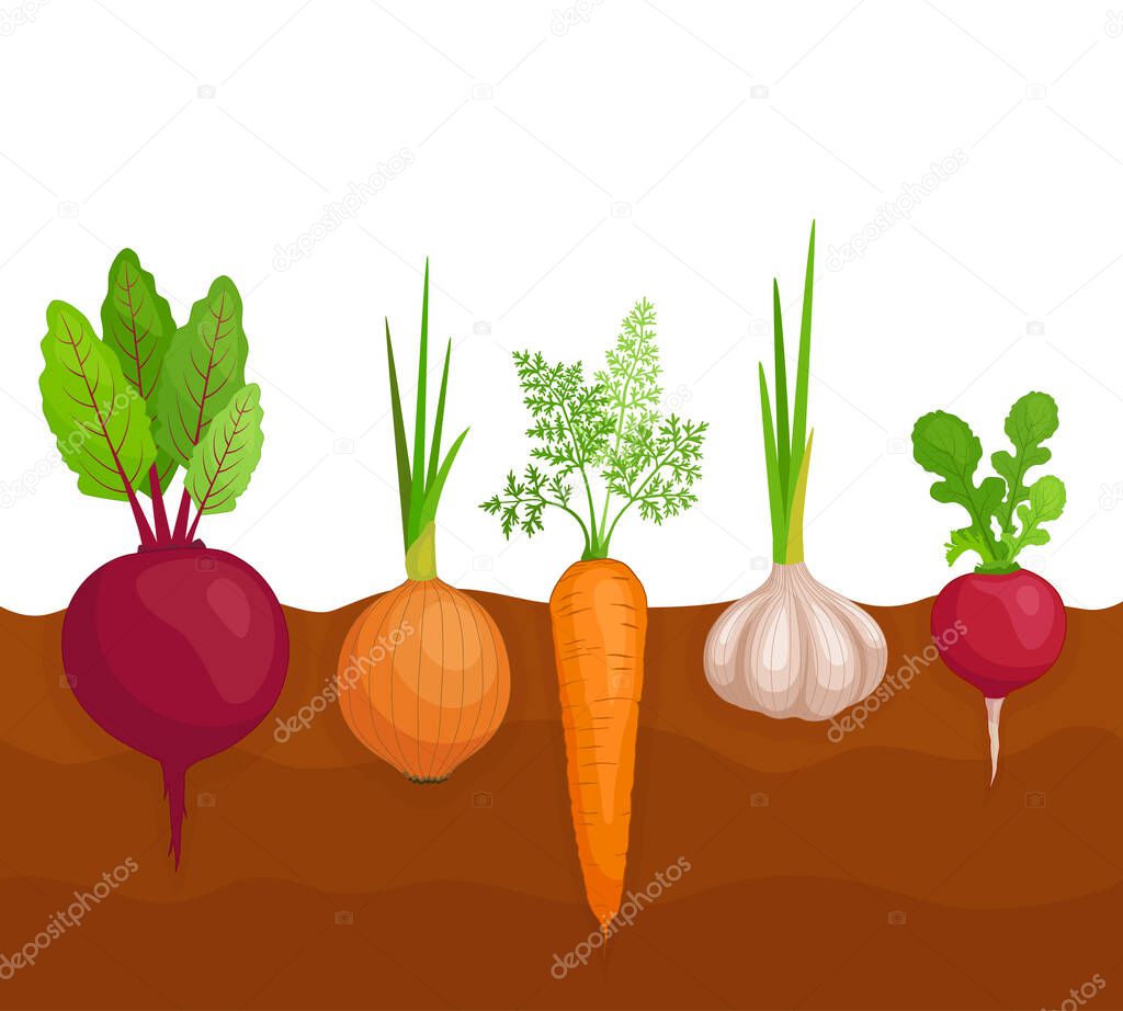 A bed of vegetables. How root crops grow in the earth. Vector.