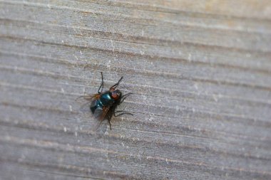 Ahşap duvarda oturan sinekler.