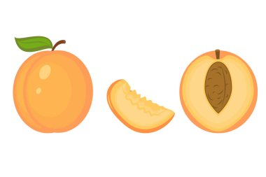 Kayısı bir bölümünde vektör çizim