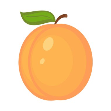 Kayısı beyaz arka plan üzerinde vektör çizim