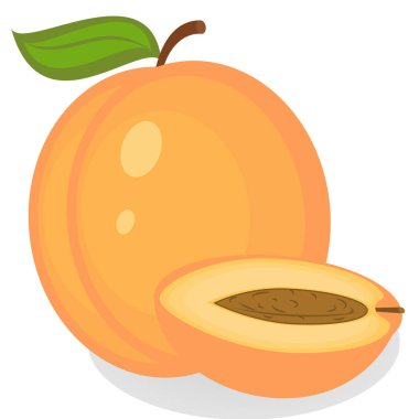 Kayısı illüstrasyonu 