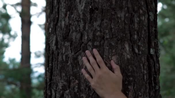 Mano Sull Albero — Video Stock