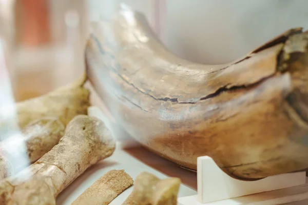 Древние мамонтовые кости — стоковое фото