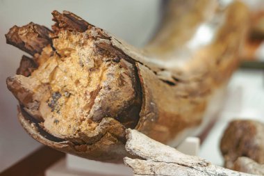 ancient mammoth bones clipart