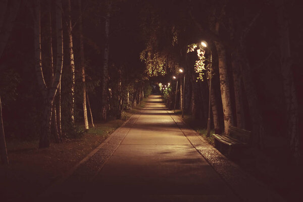 road in the Park at night