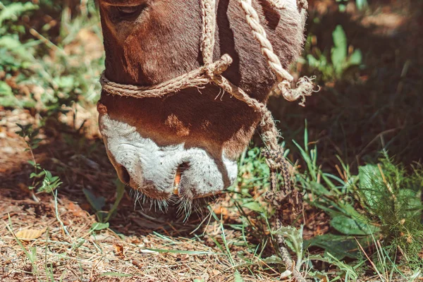 L'âne dans la forêt — Photo