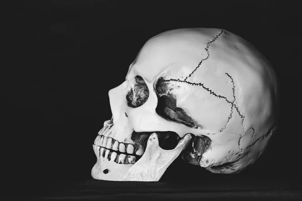 暗い背景の人間の頭蓋骨は — ストック写真