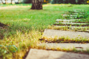 fayans çimenlerin üzerinde