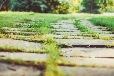 fayans çimenlerin üzerinde